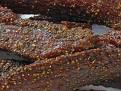 JERKY, PEPPERED