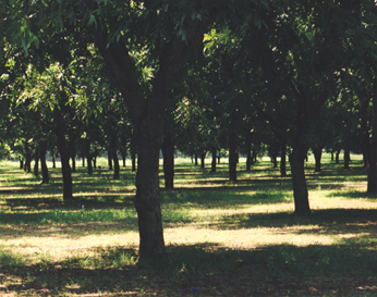 Berdoll Pecan Farms